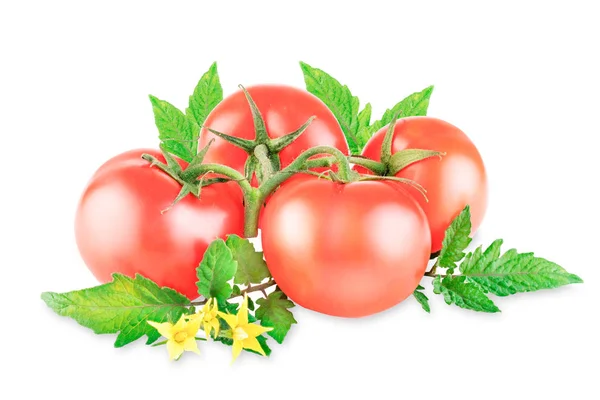 Groupe de tomates sur une branche avec des feuilles sur un fond blanc — Photo