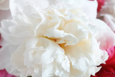 Güzel beyaz ve kırmızı şakayık çiçekleri arka planda, yakın plan