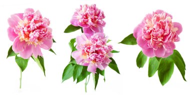 Güzel şakayık çiçeği beyaz arkaplanda izole edilmiş.