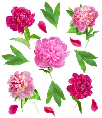 Güzel şakayık çiçeği beyaz arkaplanda izole edilmiş.