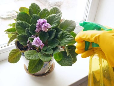 Çiçek saksısında çiçek açan menekşeler evdeki pencerede ve çiçekleri sulayan. Gesneriaceae ailesinde menekşeler, Afrika menekşeleri