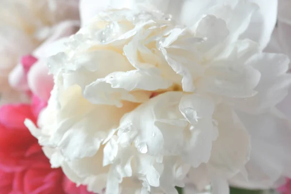 Belles Fleurs Pivoine Blanches Rouges Bouquet Gros Plan — Photo