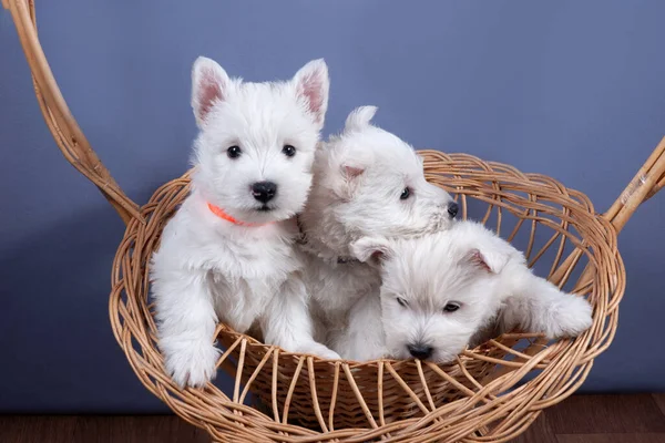 white west highland terrier dogs puppy group in basket on gray background