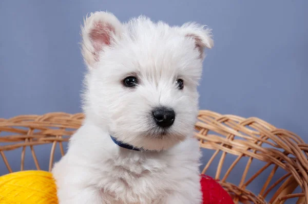 Branco Oeste Highland Terrier Cachorro Cachorro Cesto Com Peles Vermelhas — Fotografia de Stock
