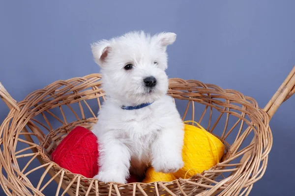 Biały Zachód Highland Pies Terrier Szczeniak Koszyku Czerwonymi Żółtymi Motkami — Zdjęcie stockowe