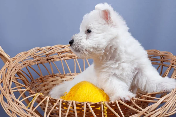 Bianco Ovest Highland Terrier Cucciolo Del Cane Nel Cestino Con — Foto Stock