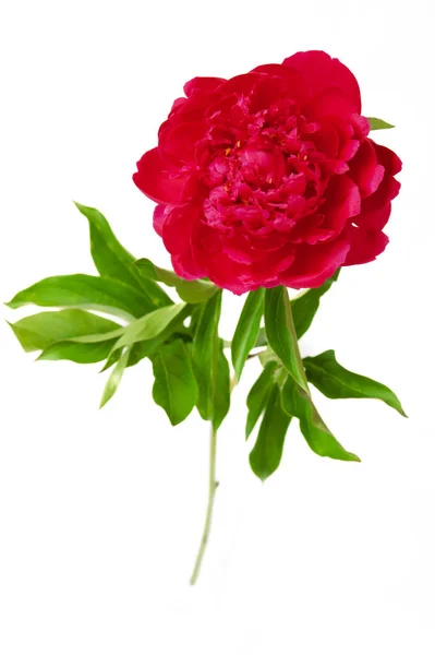 Beautiful Red Peony Isolated White Background — Stock Photo, Image