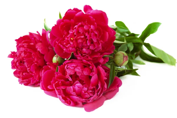 Vacker Pion Blommor Gäng Isolerad Vit Bakgrund — Stockfoto