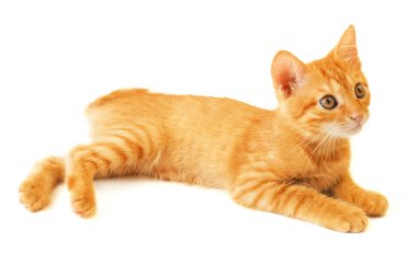 Beyaz arka planda oynayan sevimli kızıl kedi, yakın plan.