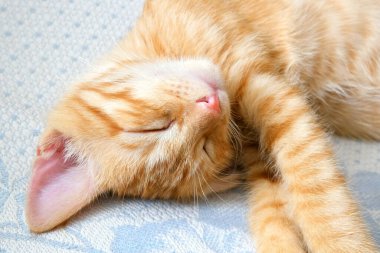 Küçük tatlı kızıl kedi uyuyor, yakından.