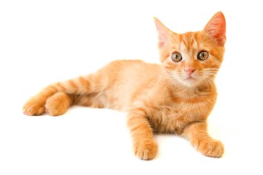 Beyaz arka planda oynayan sevimli kızıl kedi, yakın plan.