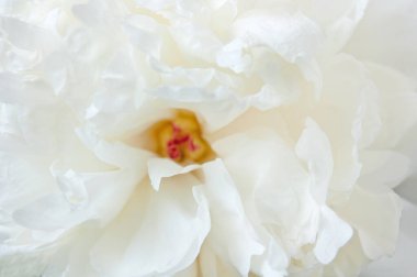 Güzel beyaz şakayık arkaplan, makro