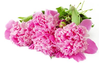 Güzel şakayık sürüsü beyaz arka planda izole edilmiş