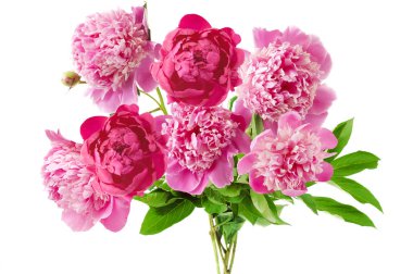 Güzel şakayık sürüsü beyaz arka planda izole edilmiş