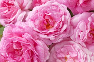 Güzel pembe gül demeti arka plan, yakın plan