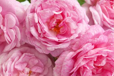 Güzel pembe gül demeti arka plan, yakın plan