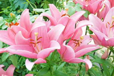 Bahçedeki güzel pembe zambak çiçekleri