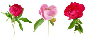 Şakayık çiçekleri beyaz arkaplanda izole edilmiş