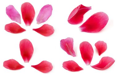 Beyaz arka planda kırmızı ve pembe şakayık yaprakları çarpışması izole edildi
