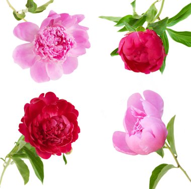 Şakayık çiçekleri beyaz arkaplanda izole edilmiş