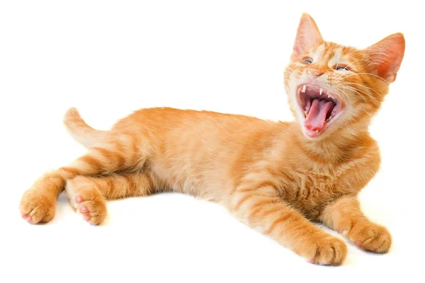 Cute Little Ginger Cat Playing White Background Closeup — Stock Photo, Image