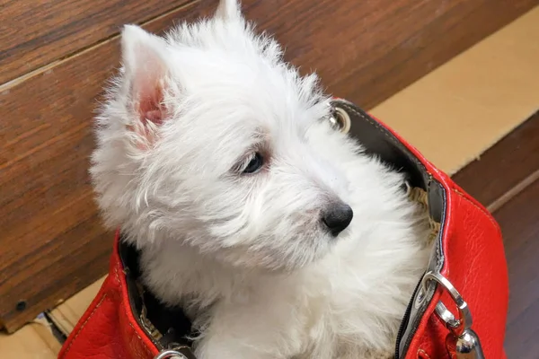 Engraçado Branco Oeste Hightland Terrier Cachorro Cão Saco Mulher Vermelha — Fotografia de Stock