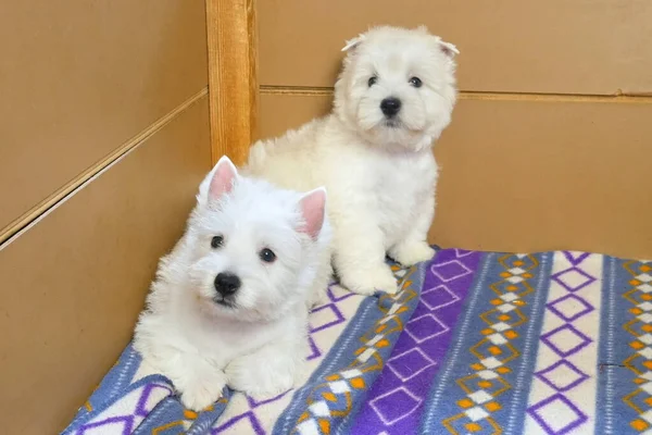 funny white west highland terrier dogs puppy sit in their aviary or box for little dog indoor, dog breeding business concept