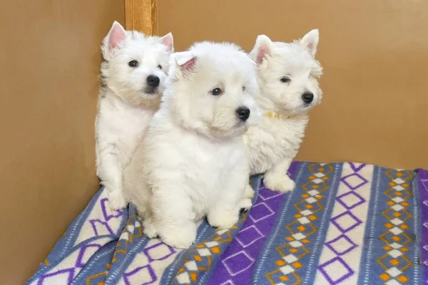 funny white west highland terrier dogs puppy sit in their aviary or box for little dog indoor, dog breeding business concept