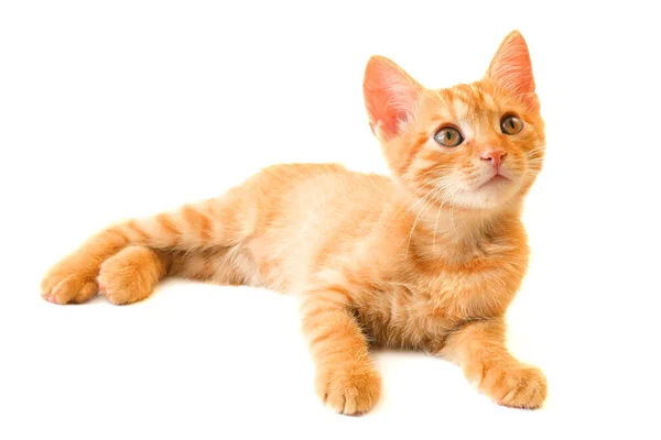 Cute Little Ginger Cat Playing White Background Closeup — Stock Photo, Image