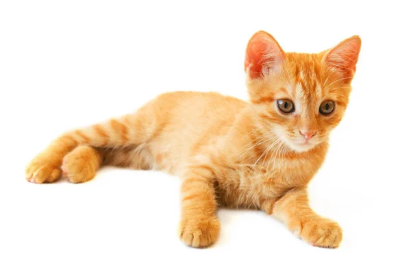 Beyaz Arka Planda Oynayan Sevimli Kızıl Kedi Yakın Plan — Stok fotoğraf