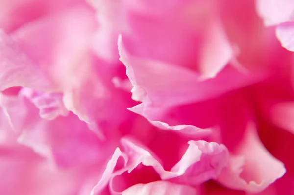 Vacker Rosa Pion Bakgrund Makro — Stockfoto