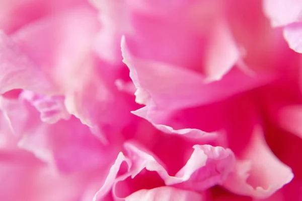 Hermoso Rosa Peonía Fondo Macro — Foto de Stock