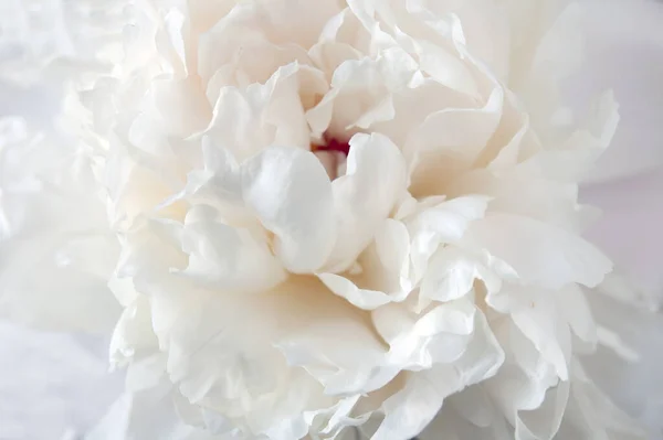 Beau Fond Pivoine Blanche Macro — Photo