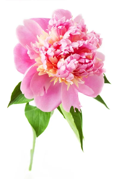 Beautiful One Peony Isolated White Background — Stock Photo, Image