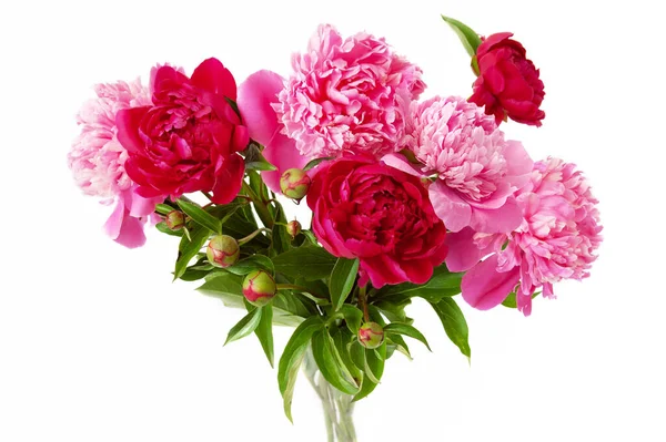 beautiful peony bunch isolated on white background