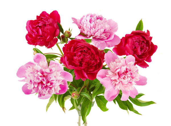 beautiful peony bunch isolated on white background