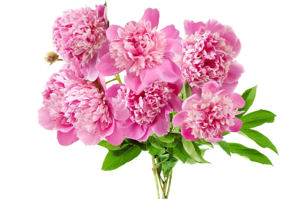 Beautiful Peony Bunch Isolated White Background — Stock Photo, Image