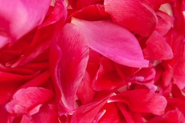 beautiful peony bunch isolated on white background