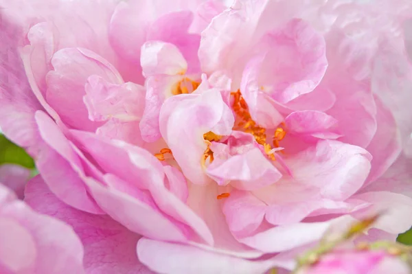 Όμορφη Ροζ Τριαντάφυλλα Φόντο Δέσμη Closeup — Φωτογραφία Αρχείου