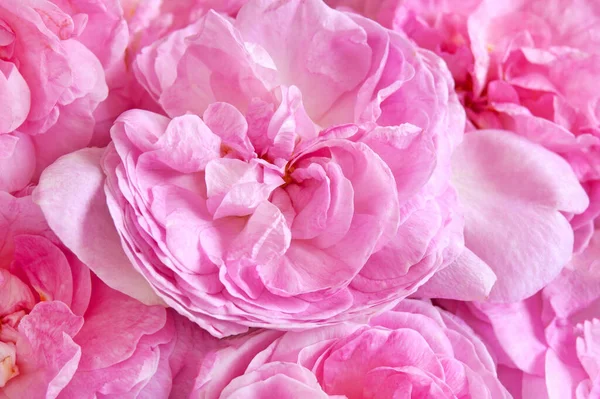 Beautiful Pink Roses Bunch Background Closeup — Stock Photo, Image