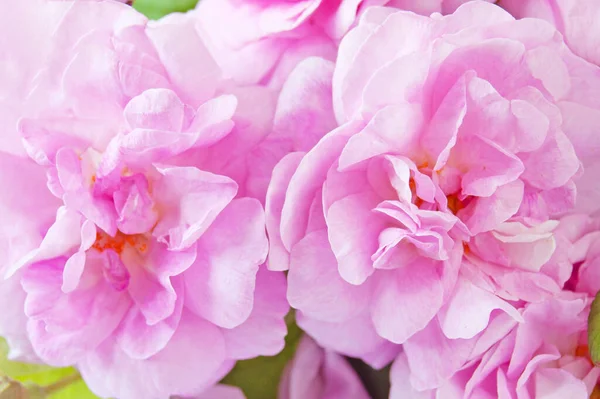 아름다운 분홍빛 장미가 배경을 장식하고 — 스톡 사진