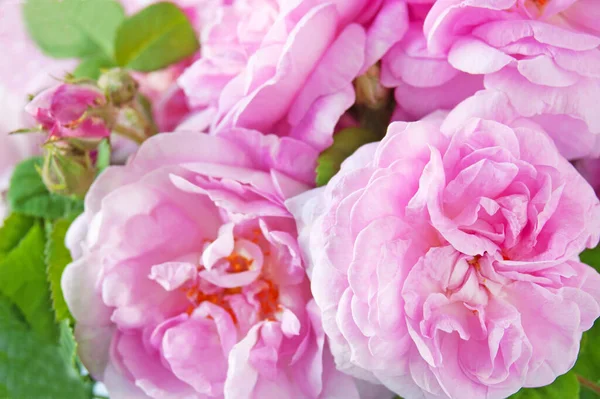 Beautiful Pink Roses Bunch Background Closeup — Stock Photo, Image