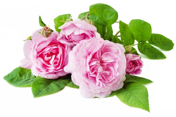 Όμορφα Ροζ Τριαντάφυλλα Απομονωμένα Λευκό Φόντο — Φωτογραφία Αρχείου