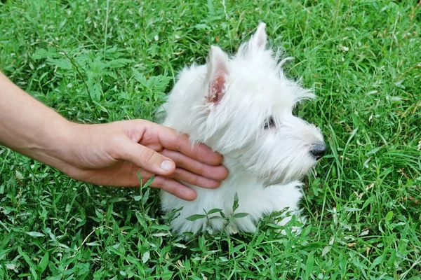 white west highland terrier puppy in walk outdoors in summer day in green grass, dog\'s walking in coronavirus epidemic