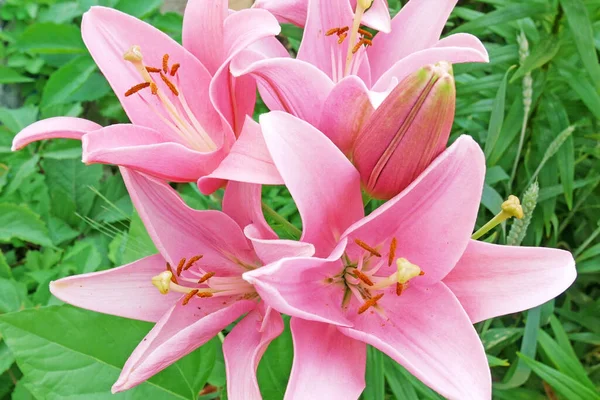 Krásné Růžové Lilie Květiny Zahradě — Stock fotografie