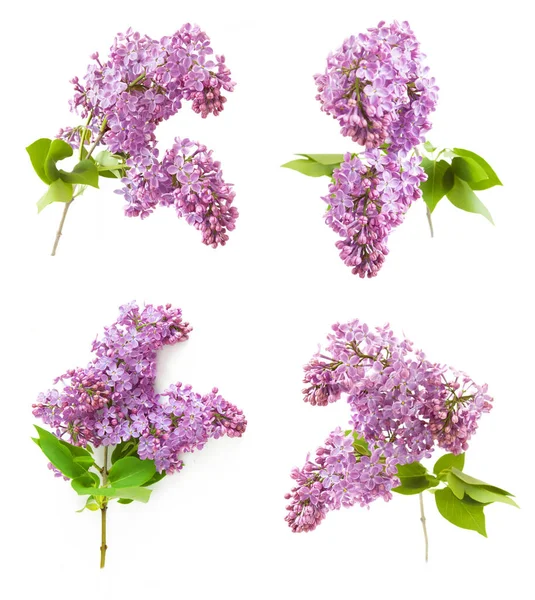 Lilac Flower Set Isolated White Background — Stock Photo, Image