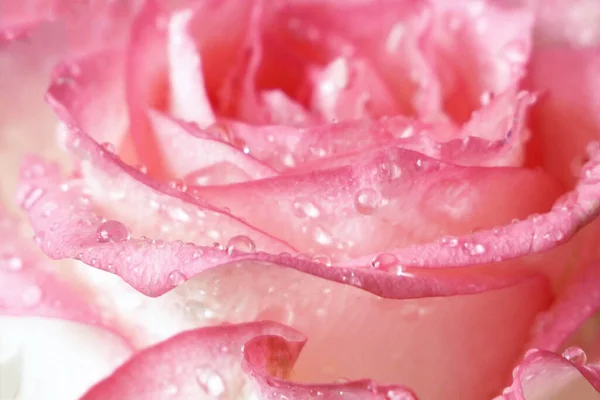 Indah Mawar Merah Muda Latar Belakang Makro Dengan Tetes Air — Stok Foto