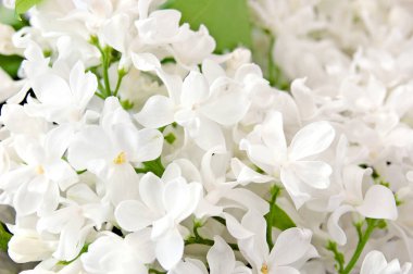 Güzel lwhite ilac çiçek demeti arka plan, yakın plan