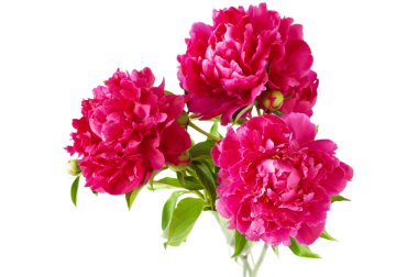 Güzel şakayık çiçekleri beyaz arka planda izole edilmiş.