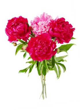 Güzel şakayık çiçekleri beyaz arka planda izole edilmiş.